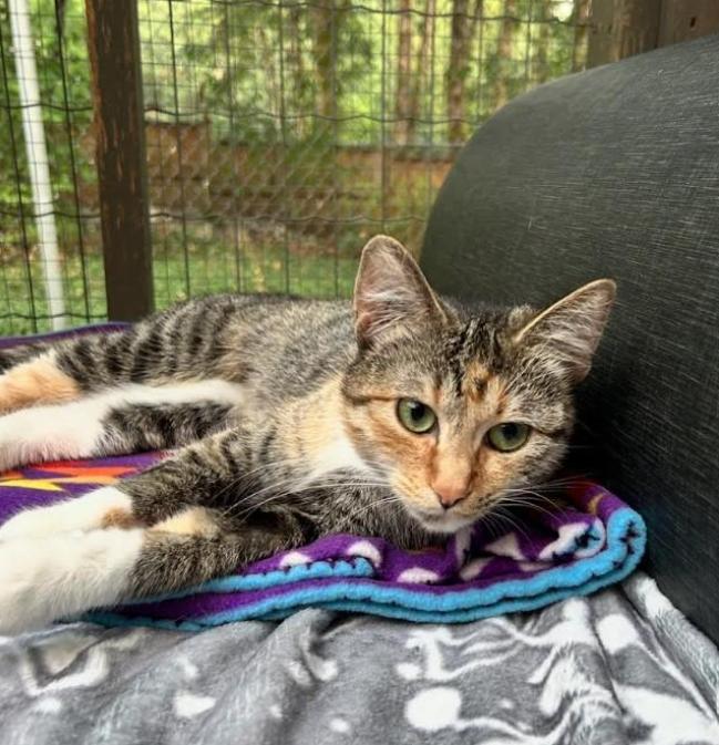 Enlarge Sockeye (Bonded with Corporal Truelove), a Adoptable Torbie in Maple Ridge, BC image 3/6