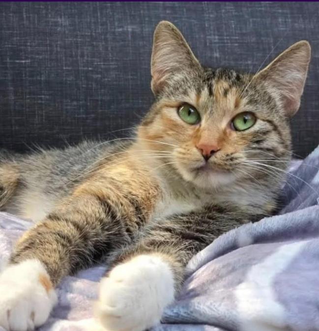 Sockeye (Bonded with Corporal Truelove), Adoptable, Young Female Torbie.