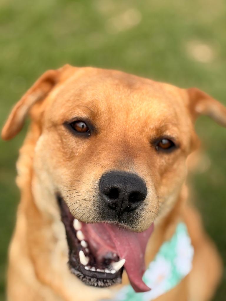 Enlarge Virgo, a Adoptable mixed breed in Rensselaer, IN image 1/1