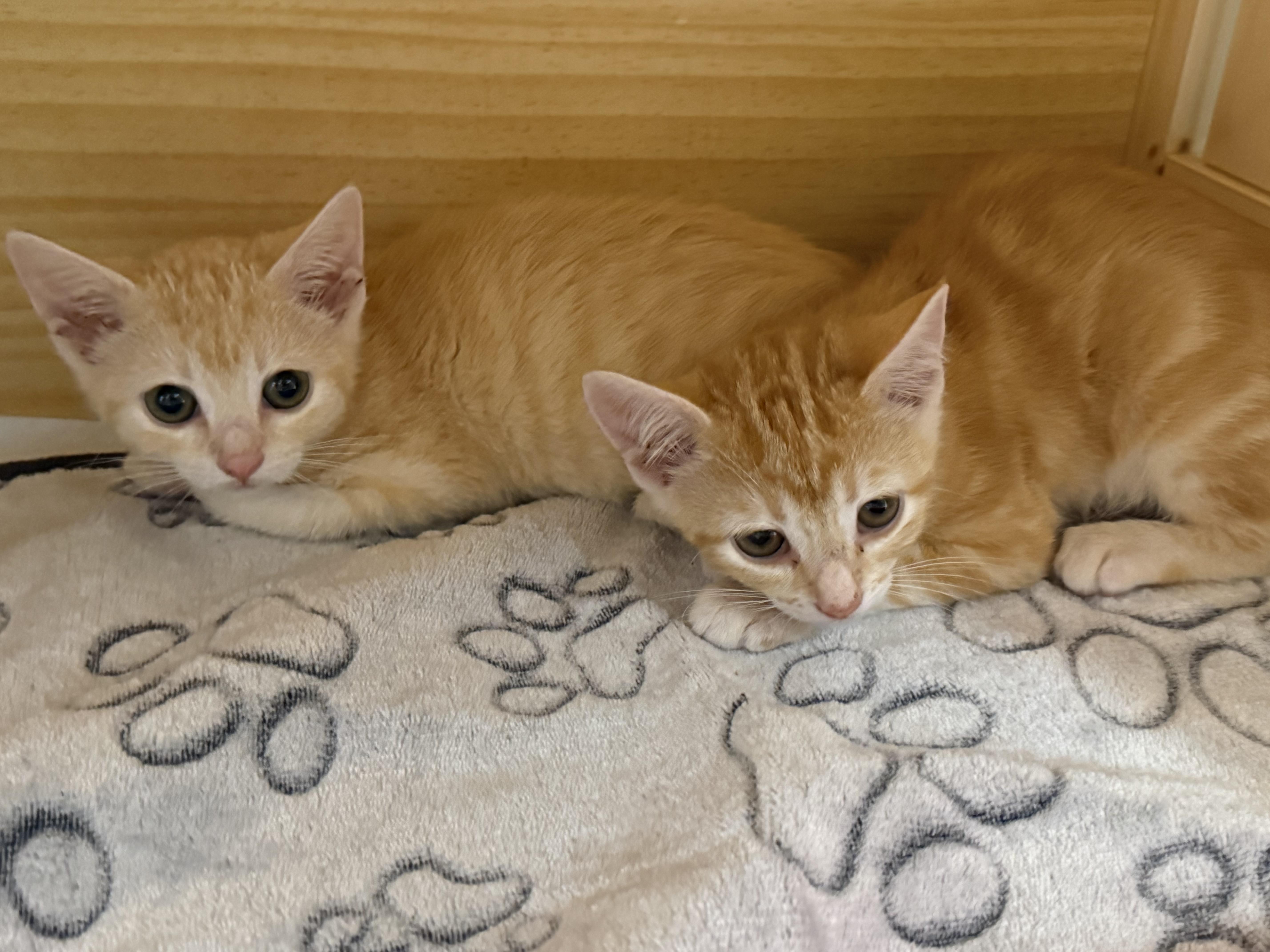 John, Adoptable, Kitten Male Domestic Short Hair.