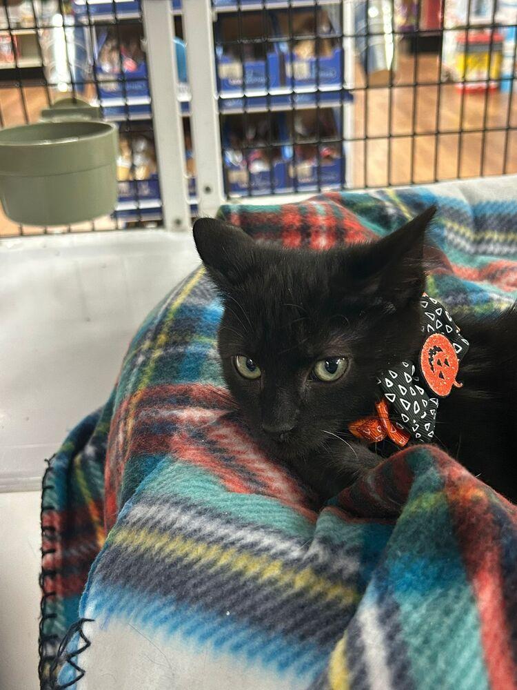 Jethro, Adoptable, Kitten Male Domestic Short Hair.