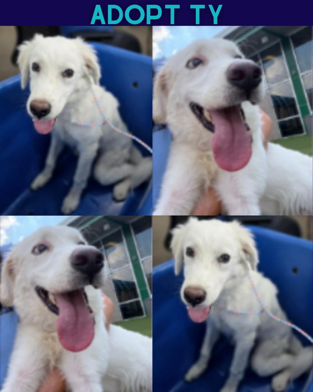 Ty, Adoptable, Puppy Male Great Pyrenees & Husky.