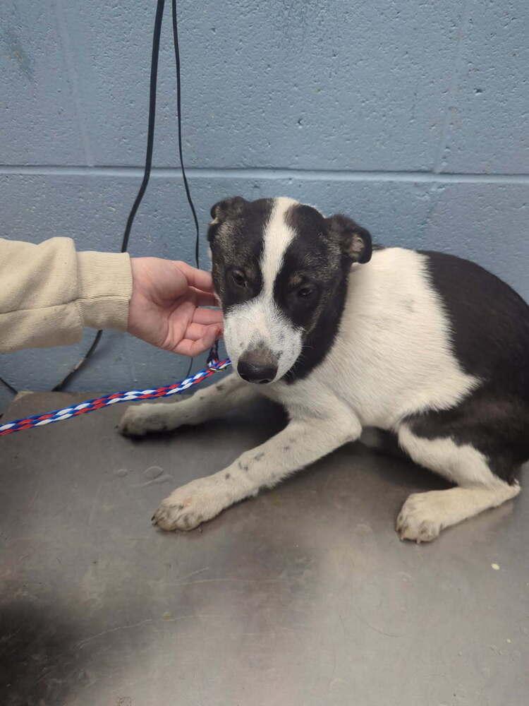 Enlarge Seth, a Adopted mixed breed in Evansville, IN image 2/3