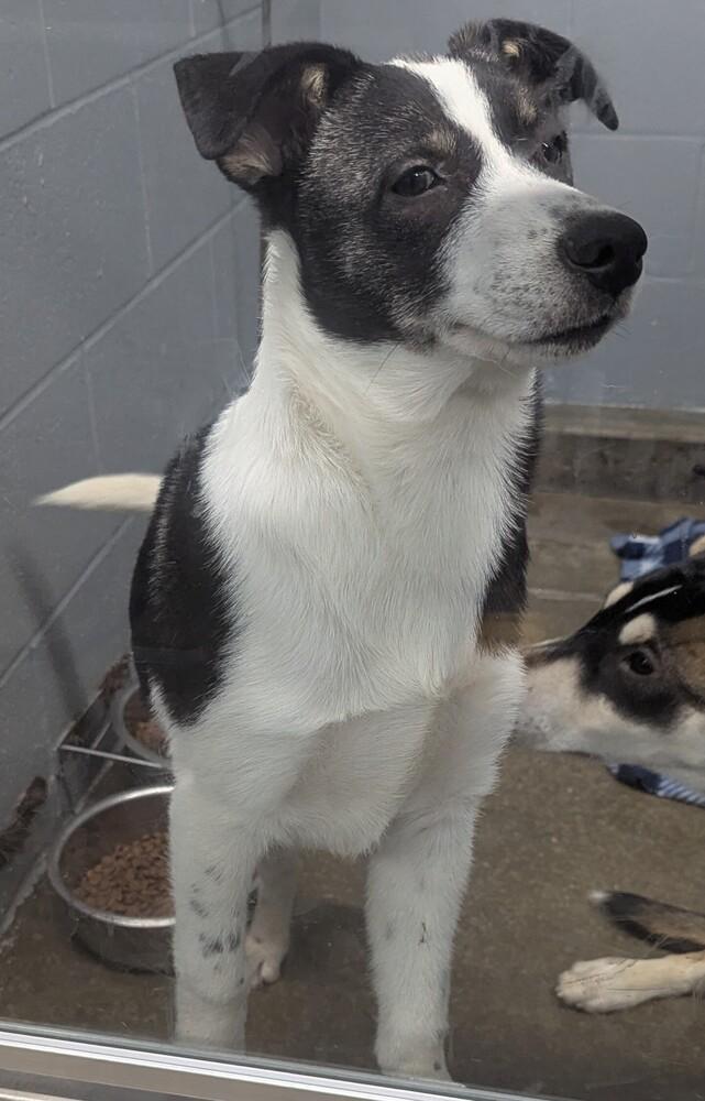 Enlarge Seth, a Adopted mixed breed in Evansville, IN image 3/3