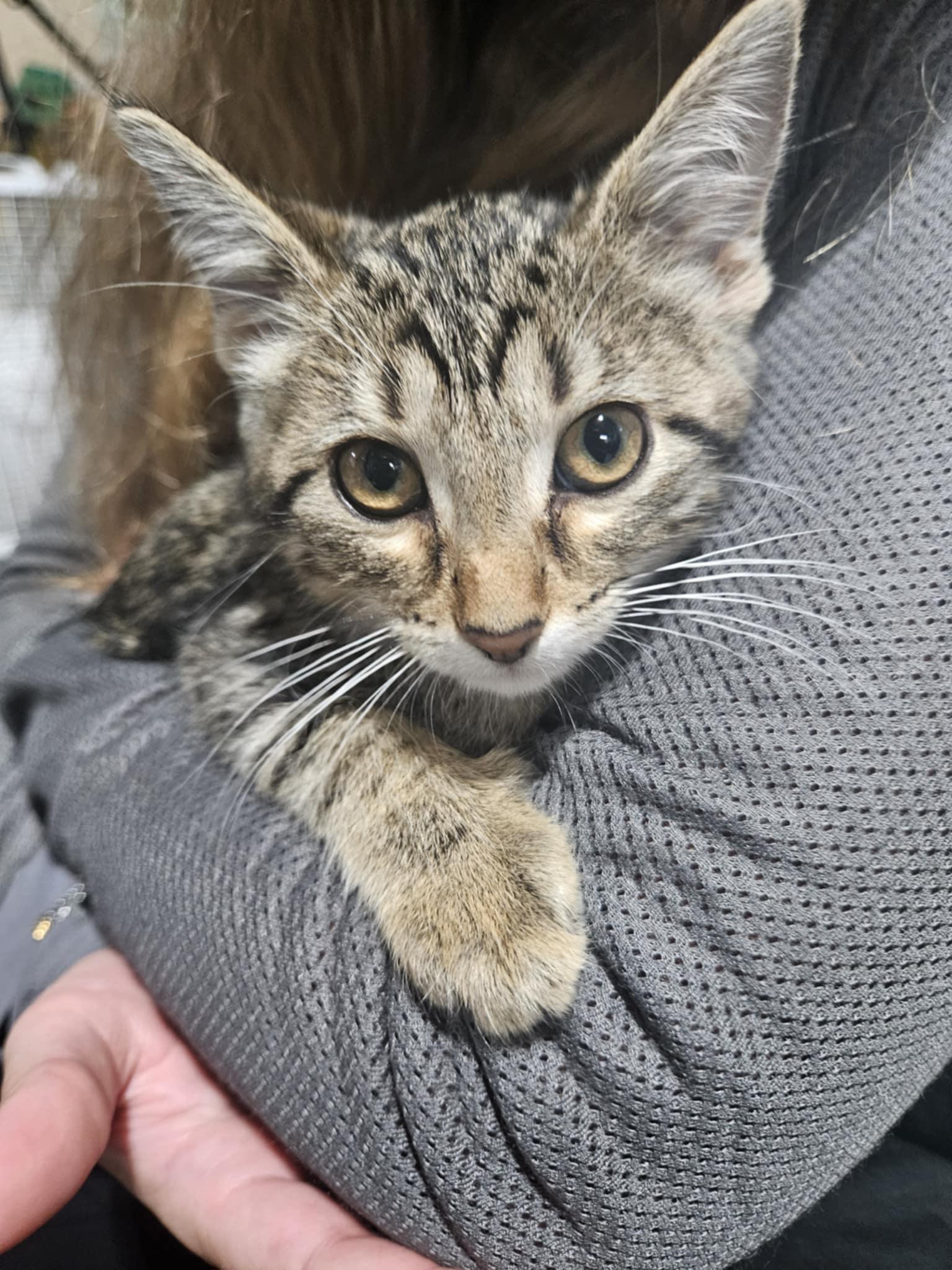 Puma, a Adoptable Domestic Short Hair in Crystal, MN image 1/3