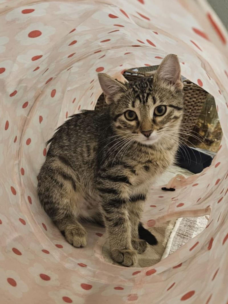 Puma, a Adoptable Domestic Short Hair in Crystal, MN image 2/3