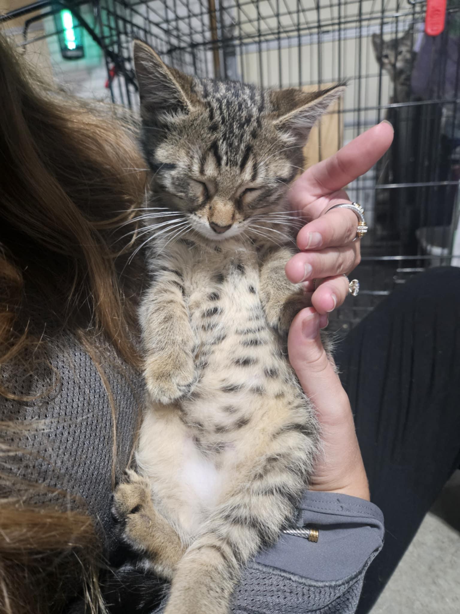 Puma, a Adoptable Domestic Short Hair in Crystal, MN image 2/3