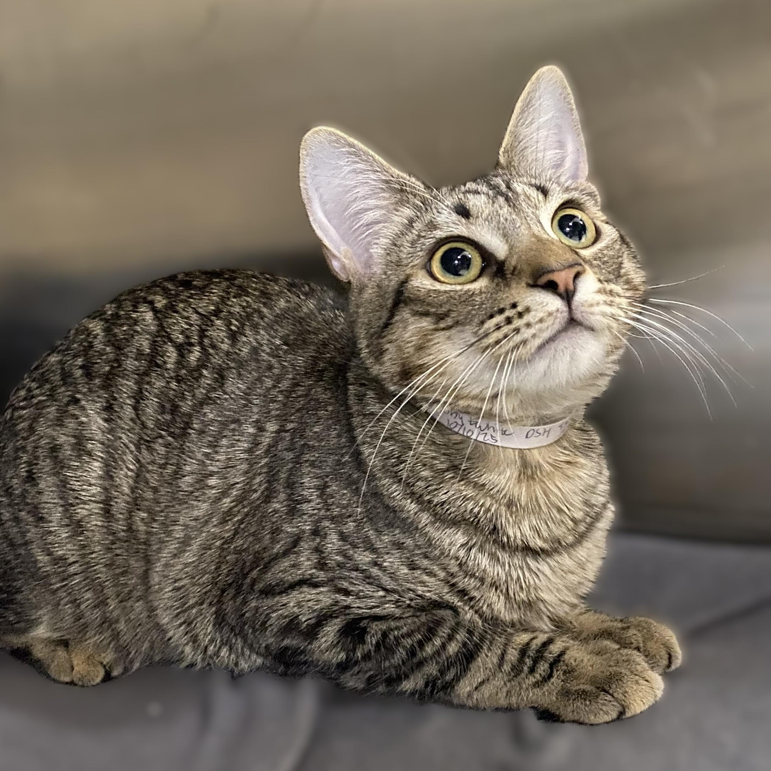 Enlarge Maybell- #49558, a Adoptable American Shorthair in Columbia, MD image 2/3
