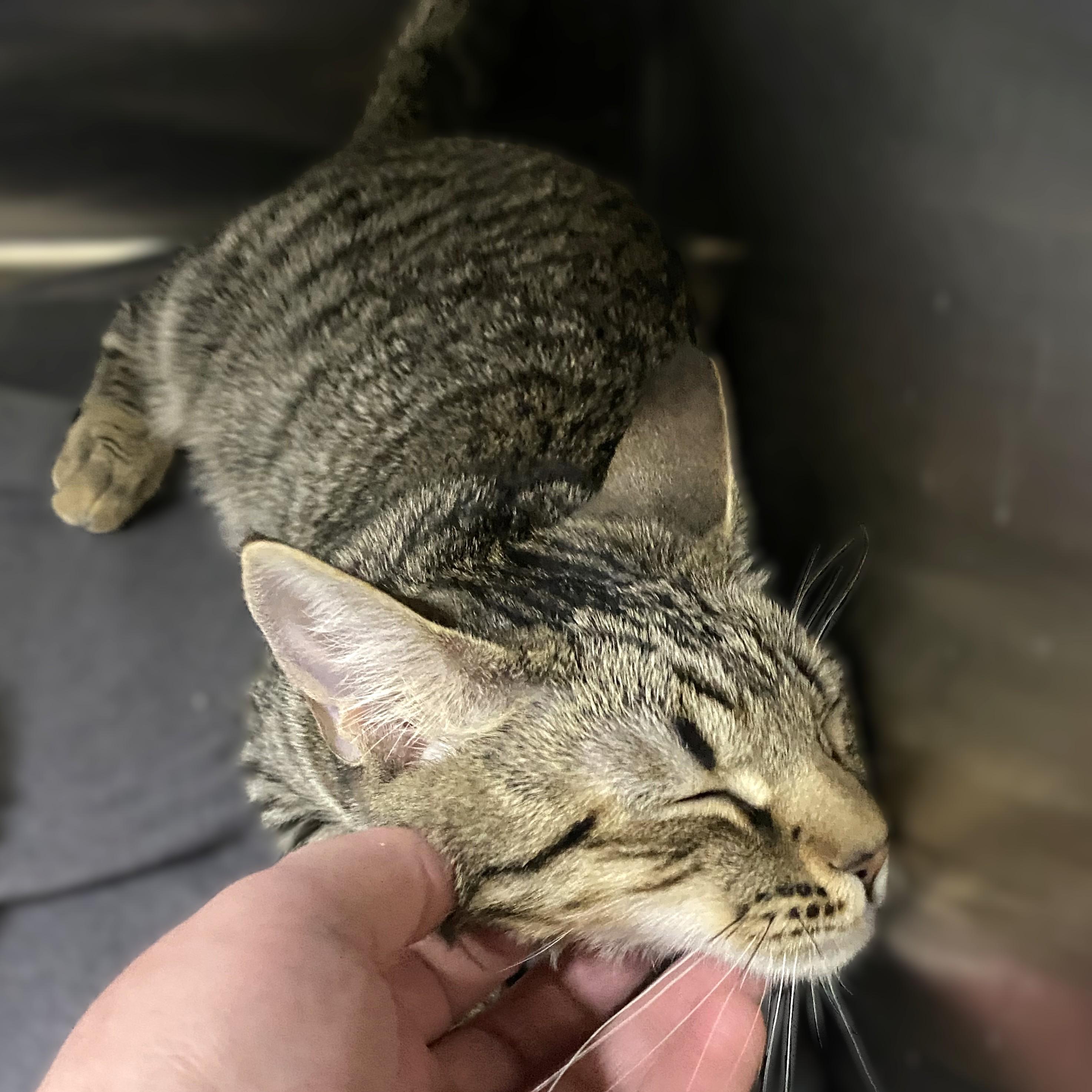 Enlarge Maybell- #49558, a Adoptable American Shorthair in Columbia, MD image 3/3