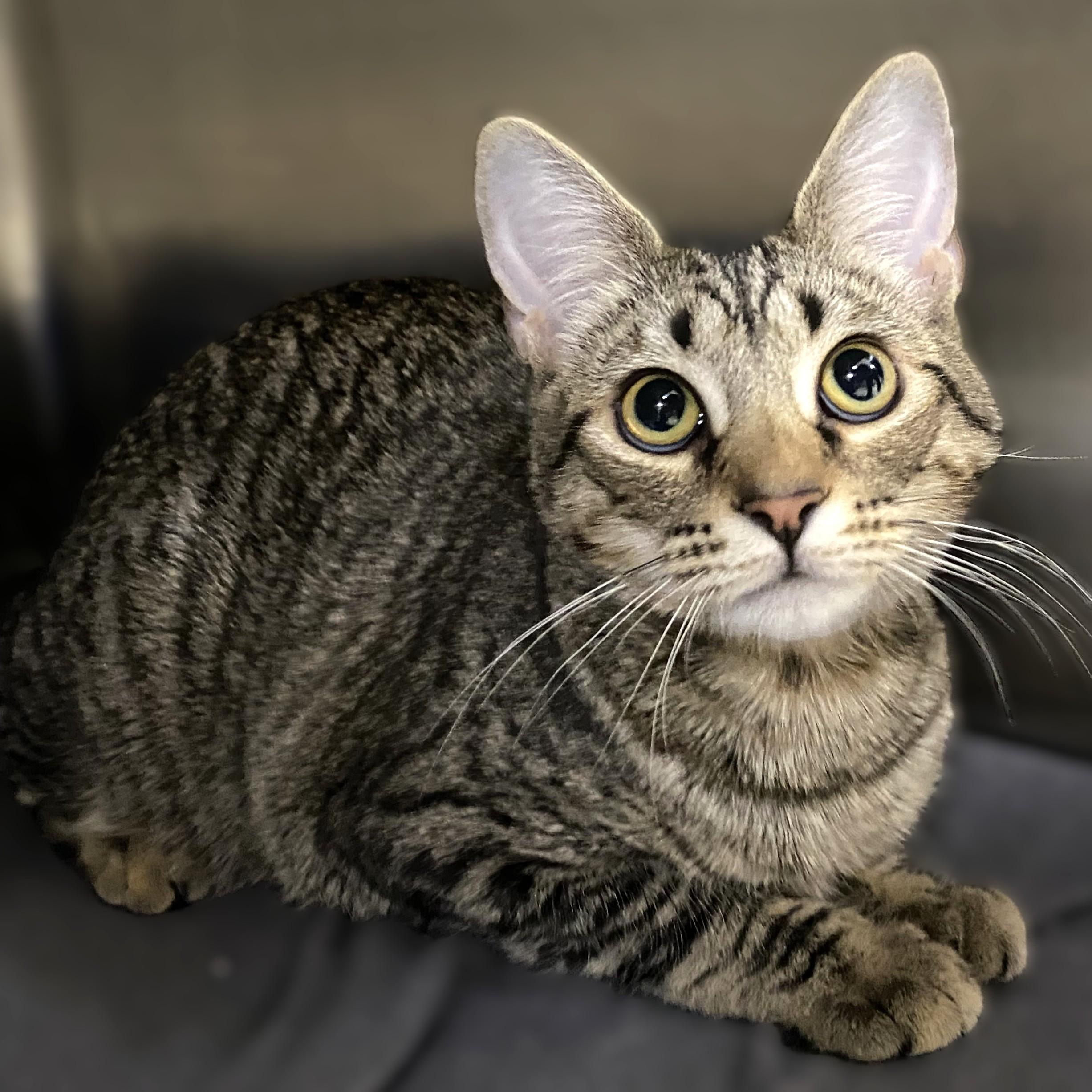 Enlarge Maybell- #49558, a Adoptable American Shorthair in Columbia, MD image 1/3