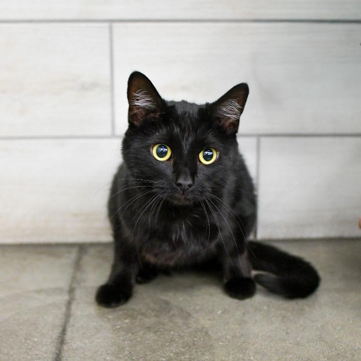 Binx, Adoptable, Adult Female Domestic Short Hair.