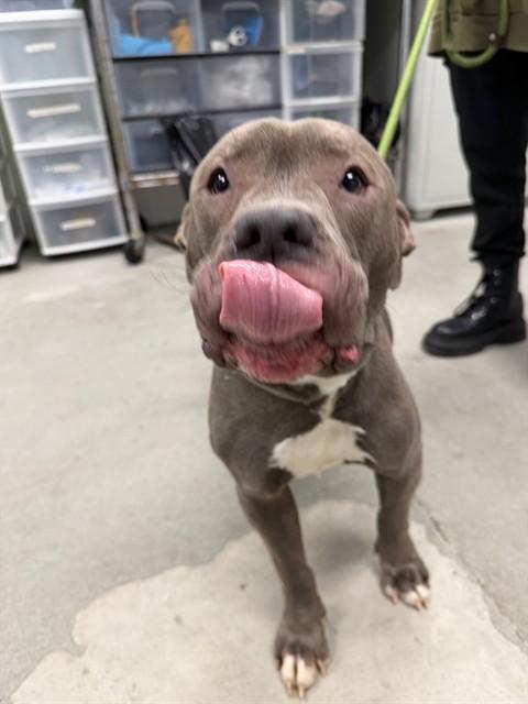 Enlarge Beans, a ADOPTABLE mixed breed in Urbana, IL image 1/1