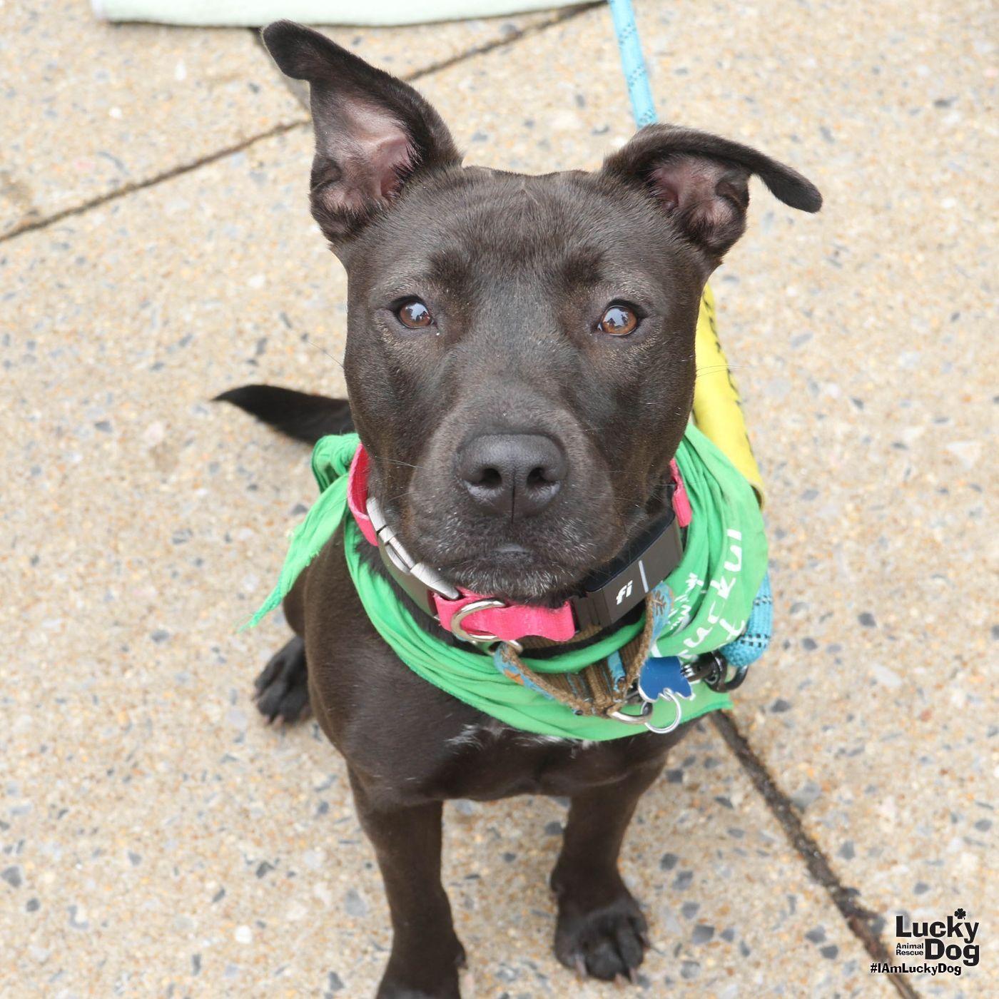 Denise, Adoptable, Young Female Labrador Retriever & Retriever.