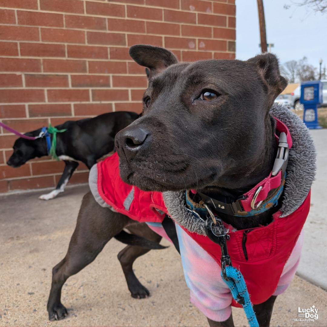 Enlarge Denise, a Adoptable mixed breed in Washington, DC image 1/3