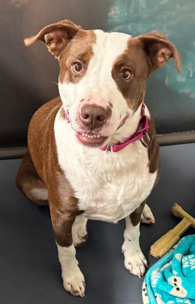 Missy, Adoptable, Adult Female Terrier & Mixed Breed.