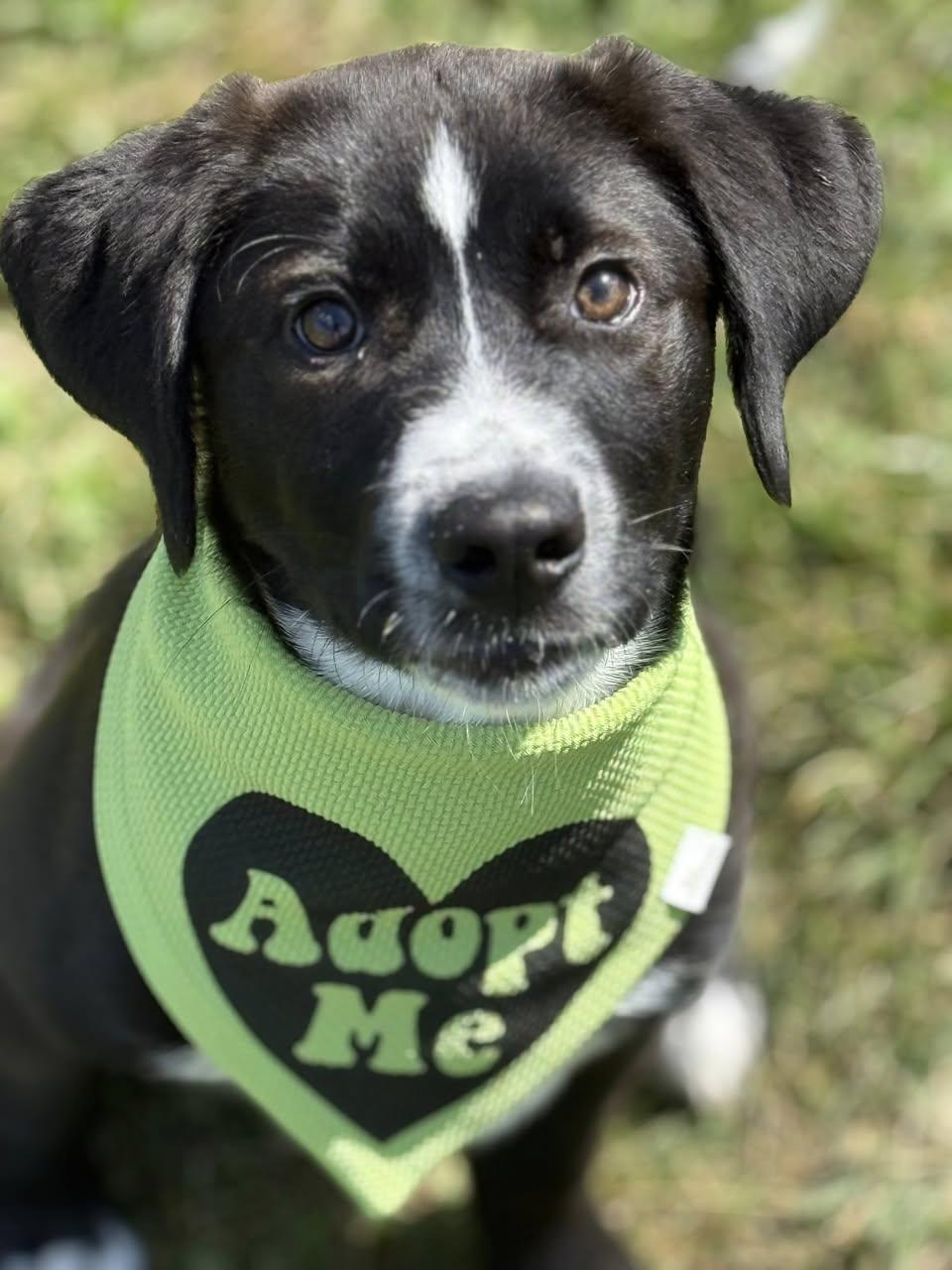 Enlarge Trace, an adopted mixed breed in Lebanon, TN image 2/6