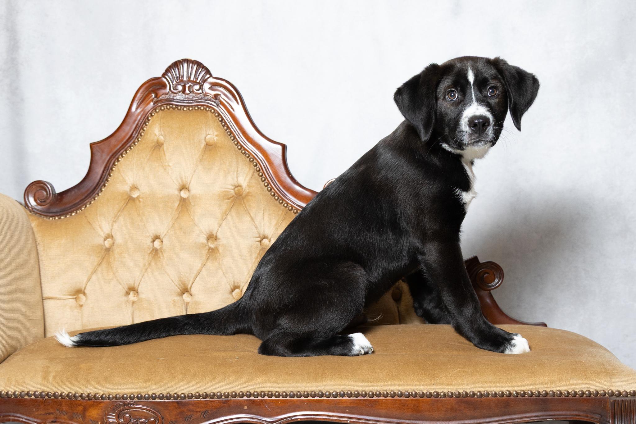 Enlarge Trace, an adopted mixed breed in Lebanon, TN image 3/6