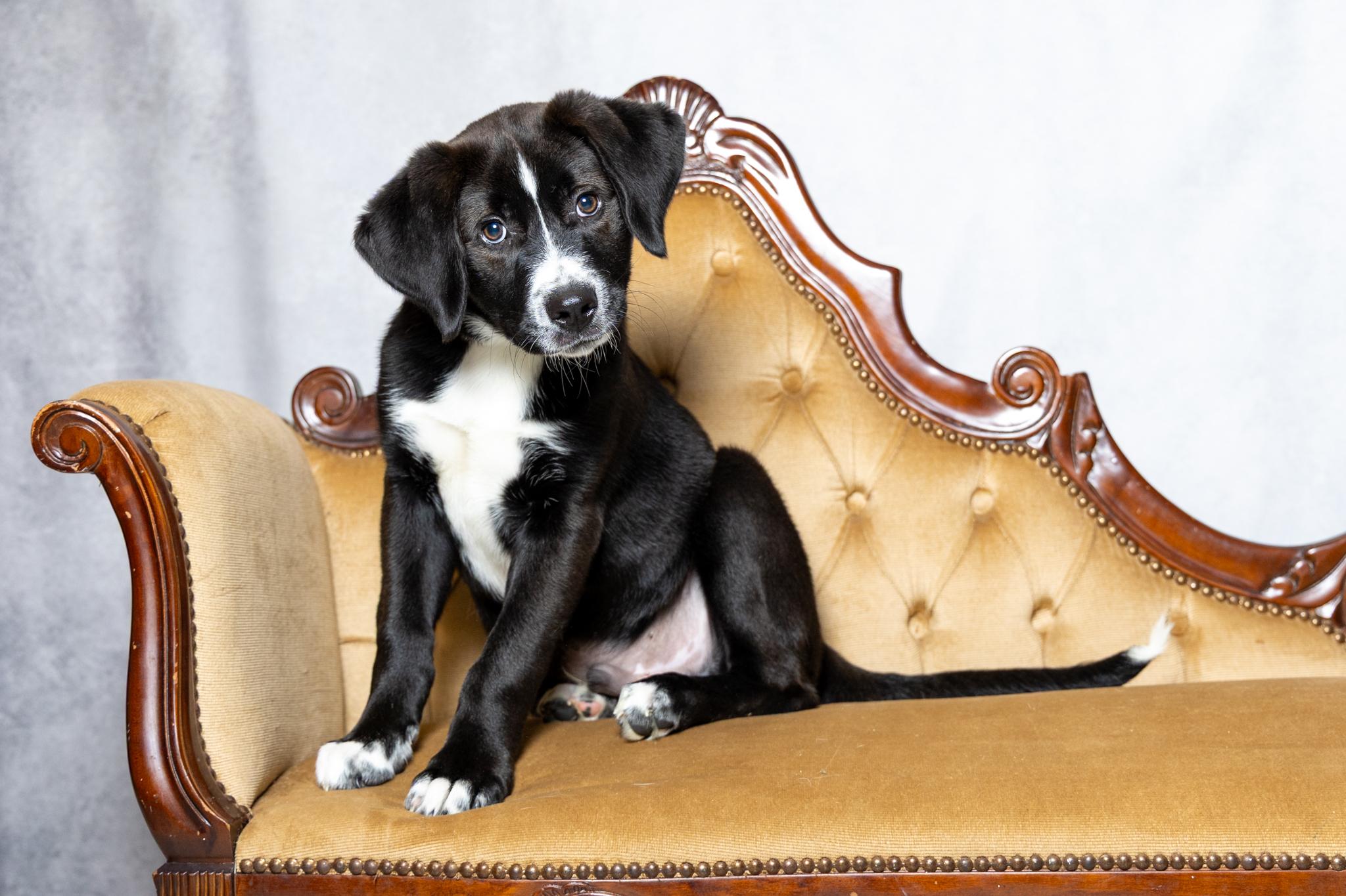 Enlarge Trace, an adopted mixed breed in Lebanon, TN image 1/6
