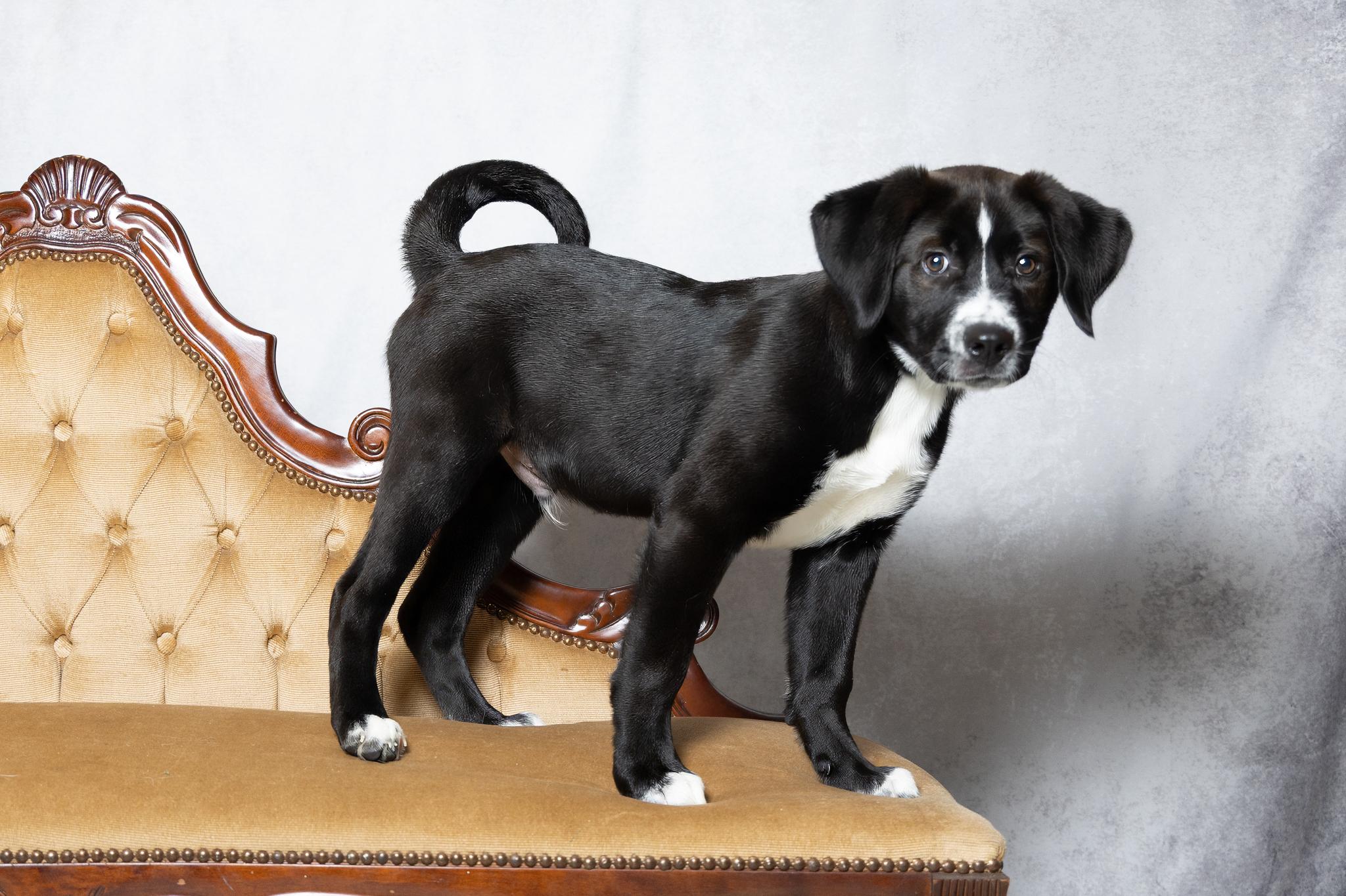 Enlarge Trace, an adopted mixed breed in Lebanon, TN image 4/6