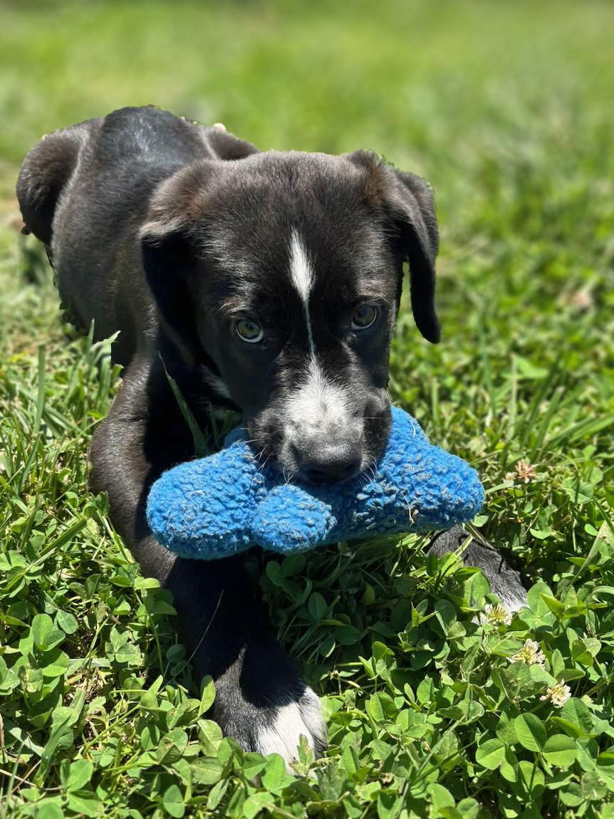 Enlarge Trace, an adopted mixed breed in Lebanon, TN image 5/6