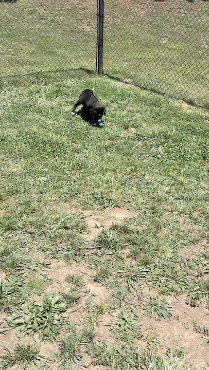 Enlarge Trace, an adopted mixed breed in Lebanon, TN video 6/6