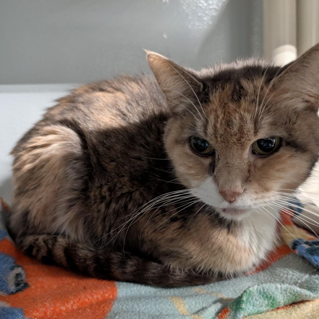 Enlarge Peach, a Adoptable Domestic Short Hair in Blair, WI image 1/6