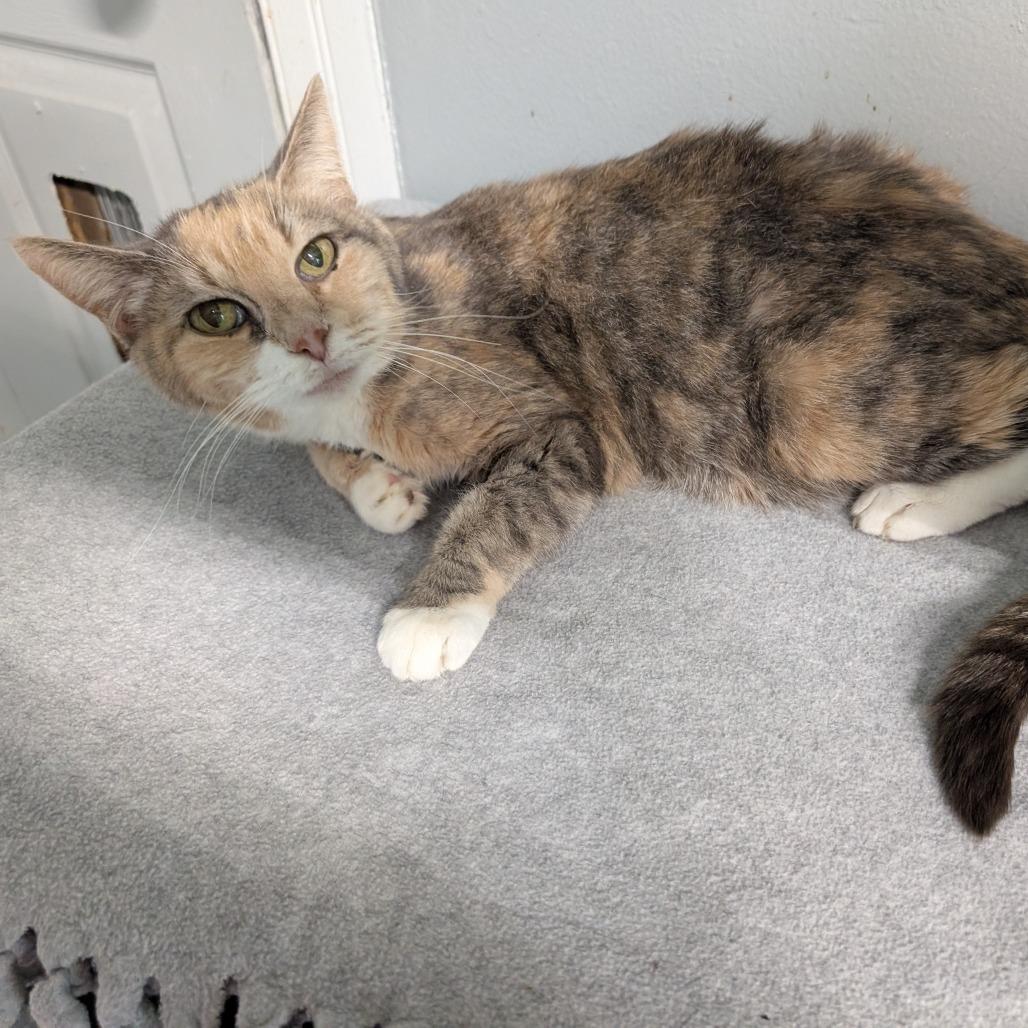 Enlarge Peach, a Adoptable Domestic Short Hair in Blair, WI image 2/6