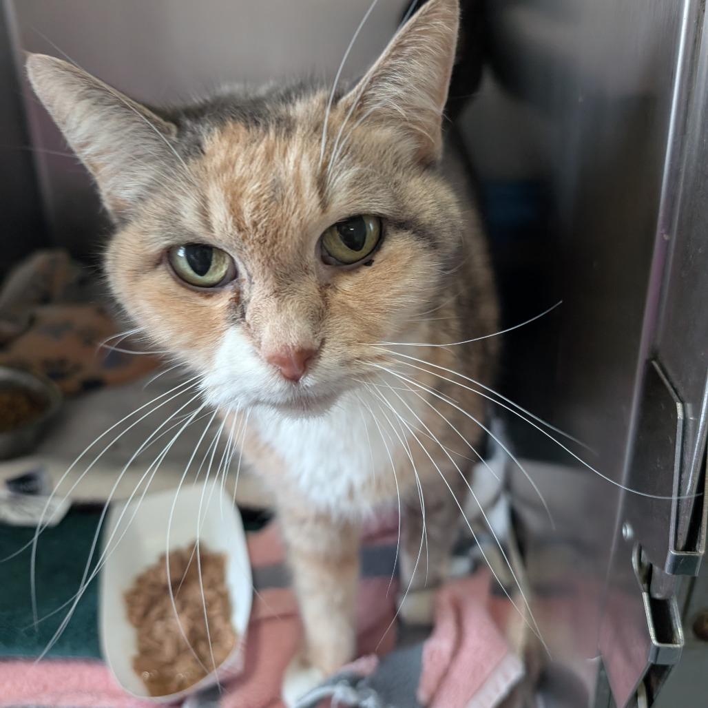 Enlarge Peach, a Adoptable Domestic Short Hair in Blair, WI image 3/6