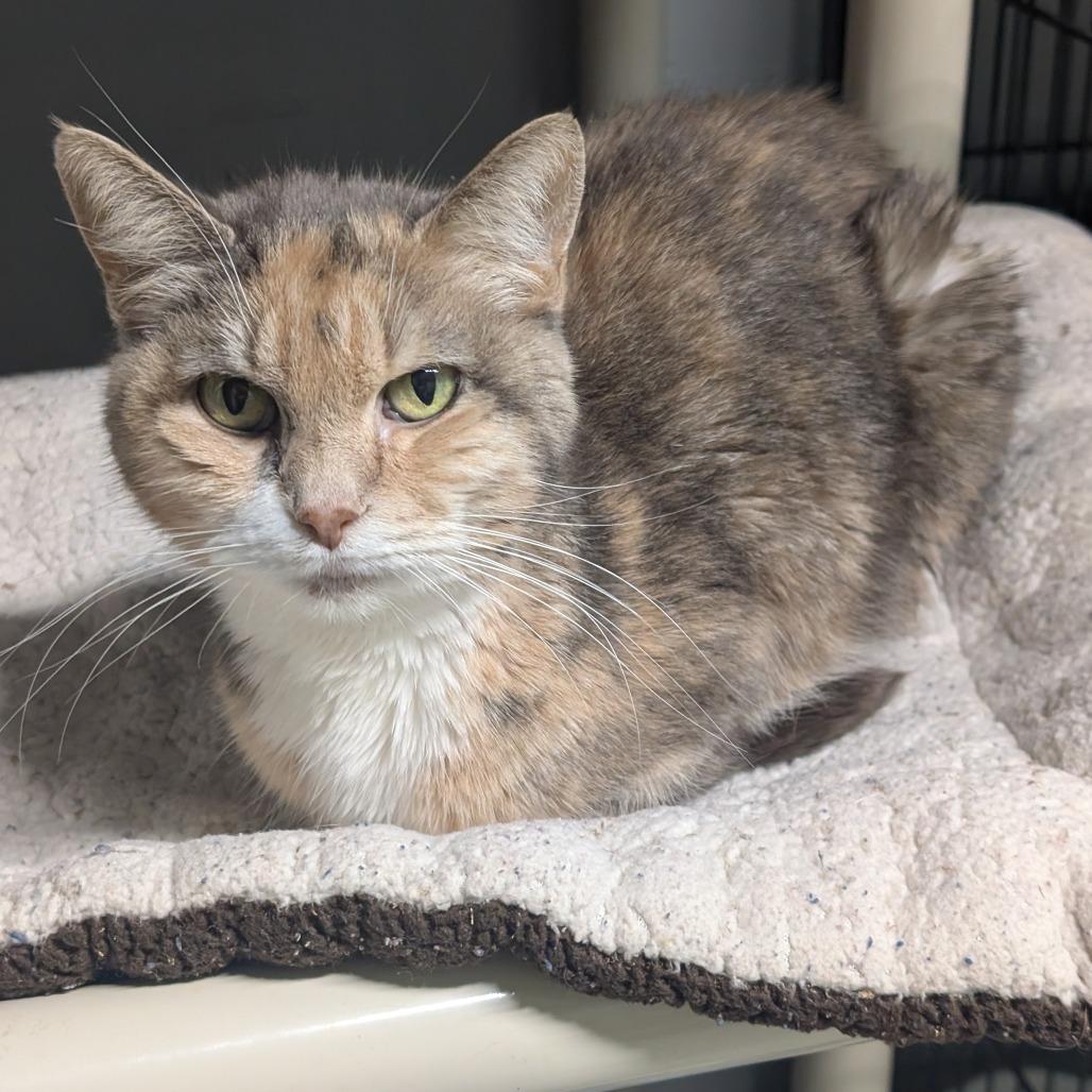 Enlarge Peach, a Adoptable Domestic Short Hair in Blair, WI image 6/6