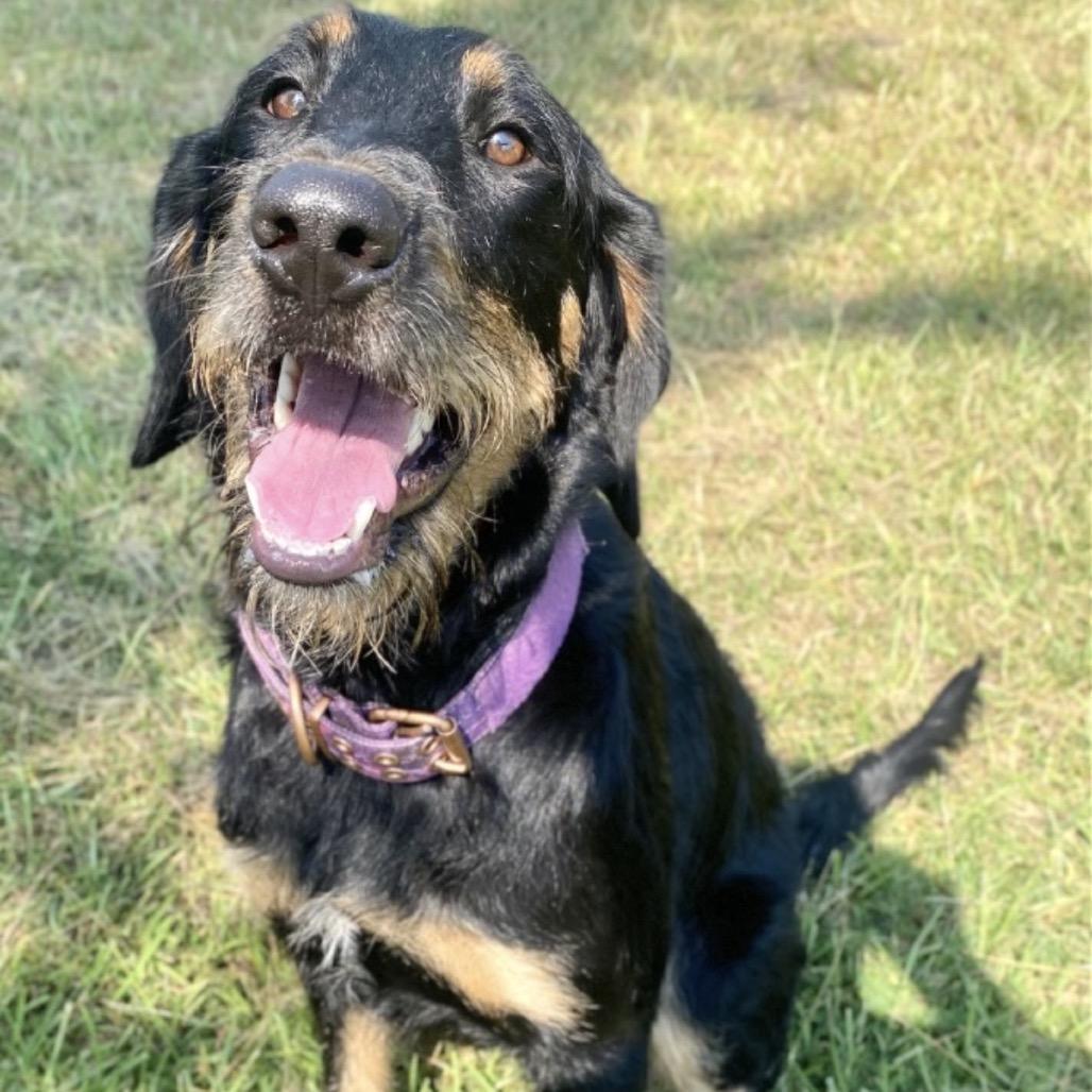 Bella, Adoptable, Young Female German Shepherd Dog & Bernese Mountain Dog.