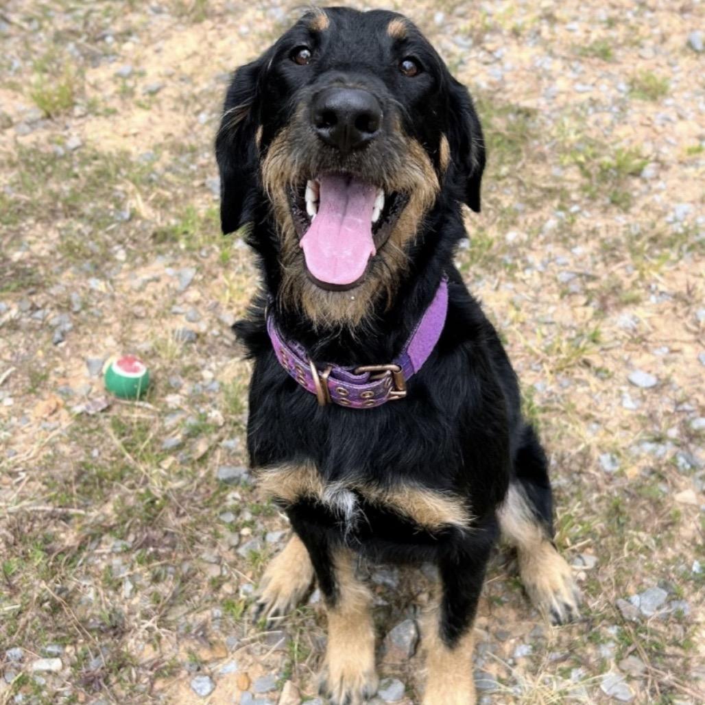 Enlarge Bella, a Adoptable mixed breed in Wadena, MN image 2/3