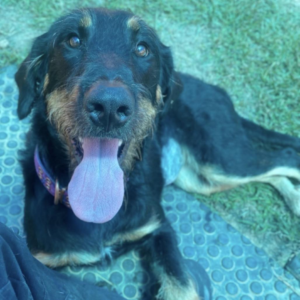 Enlarge Bella, a Adoptable mixed breed in Wadena, MN image 3/3