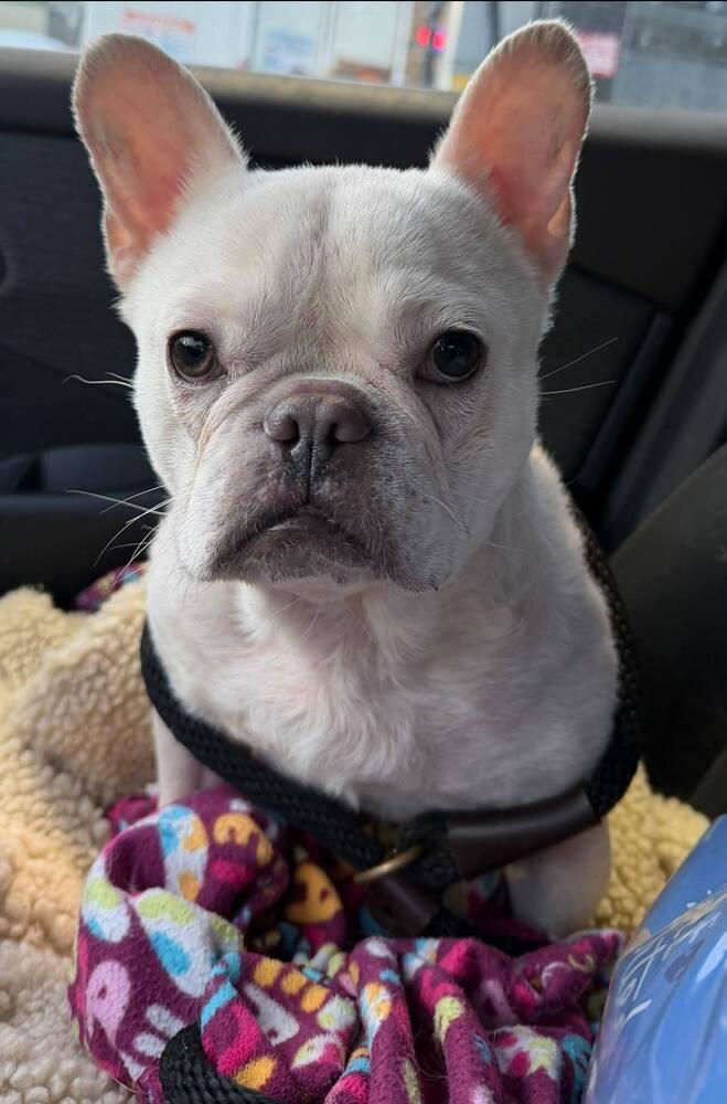 Miss Piggy Availabe Soon, Adoptable, Young Female French Bulldog.
