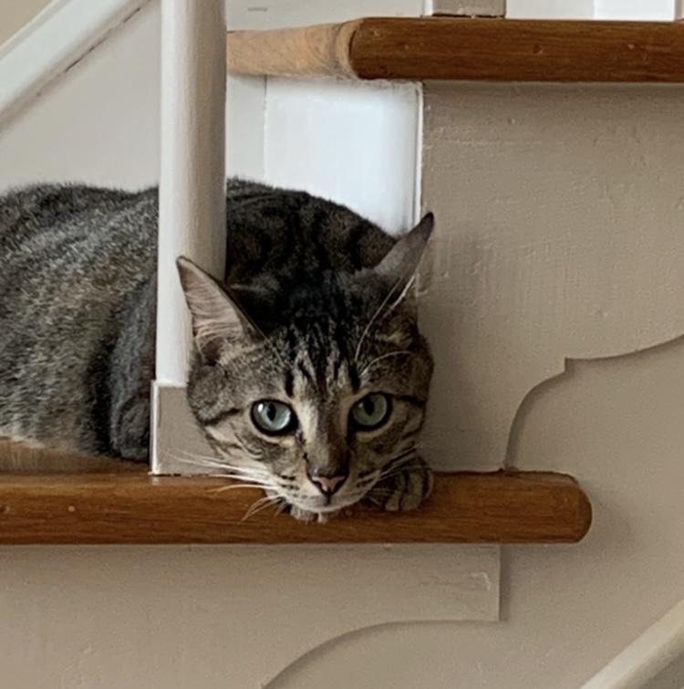 Kitney Spears (courtesy post) , adopted, Adult Female Domestic Short Hair.