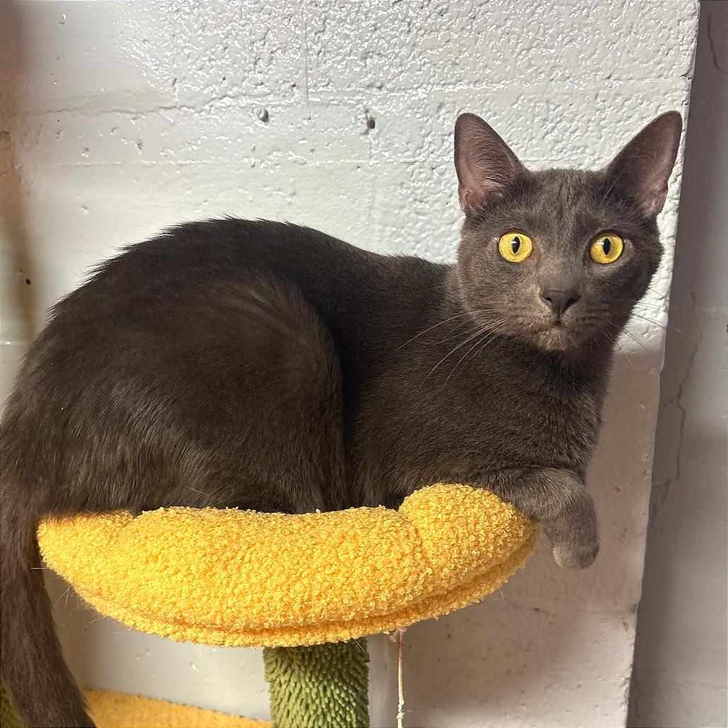 Wybie, Adoptable, Adult Male Domestic Short Hair.