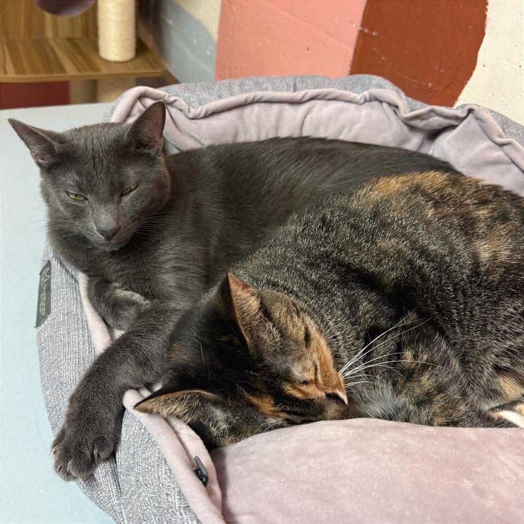 Enlarge Wybie, a Adoptable Domestic Short Hair in Fort Lauderdale, FL image 2/6