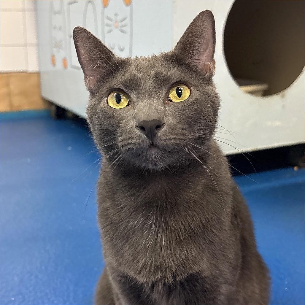 Enlarge Wybie, a Adoptable Domestic Short Hair in Fort Lauderdale, FL image 3/6