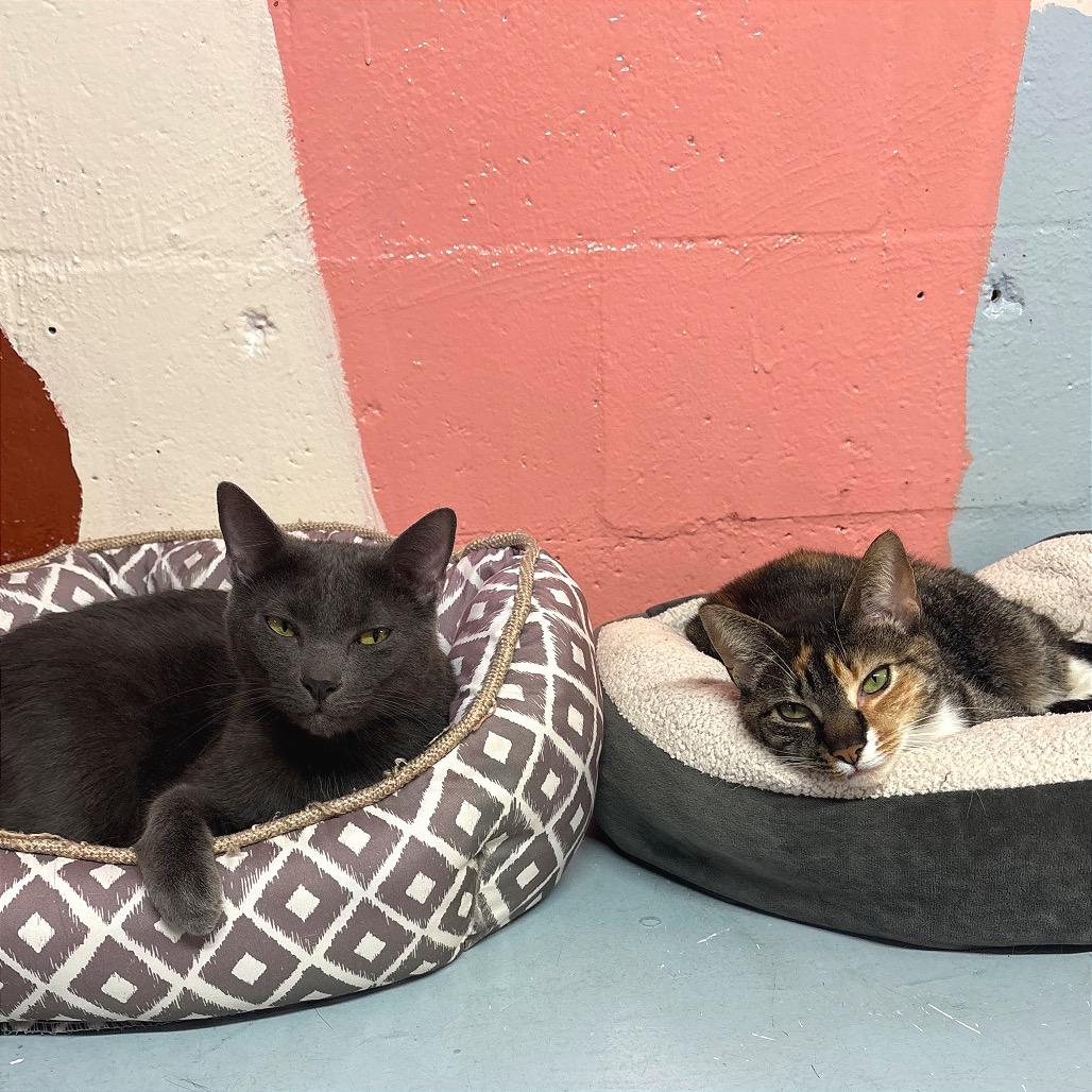 Enlarge Wybie, a Adoptable Domestic Short Hair in Fort Lauderdale, FL image 4/6