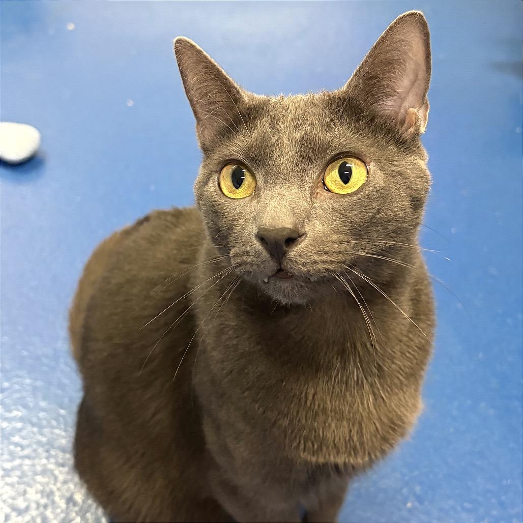 Enlarge Wybie, a Adoptable Domestic Short Hair in Fort Lauderdale, FL image 5/6