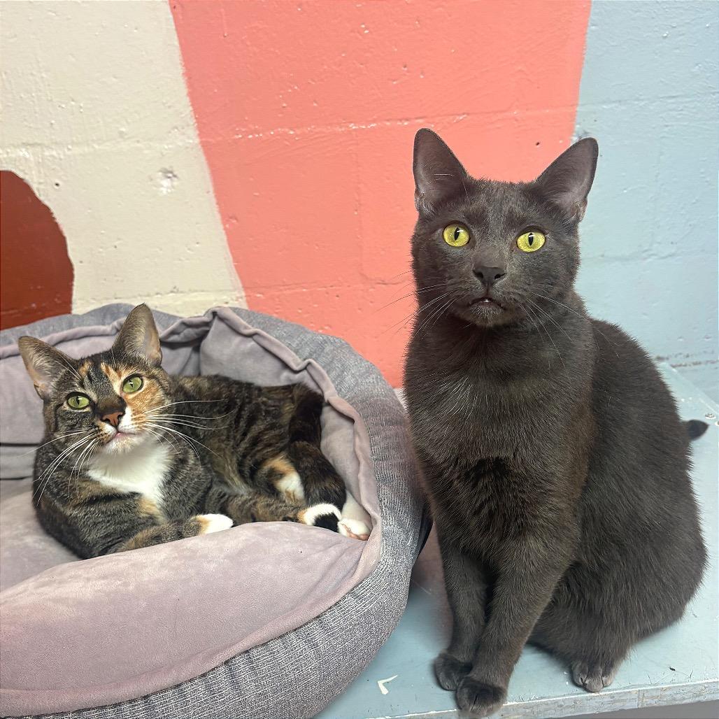 Enlarge Wybie, a Adoptable Domestic Short Hair in Fort Lauderdale, FL image 6/6