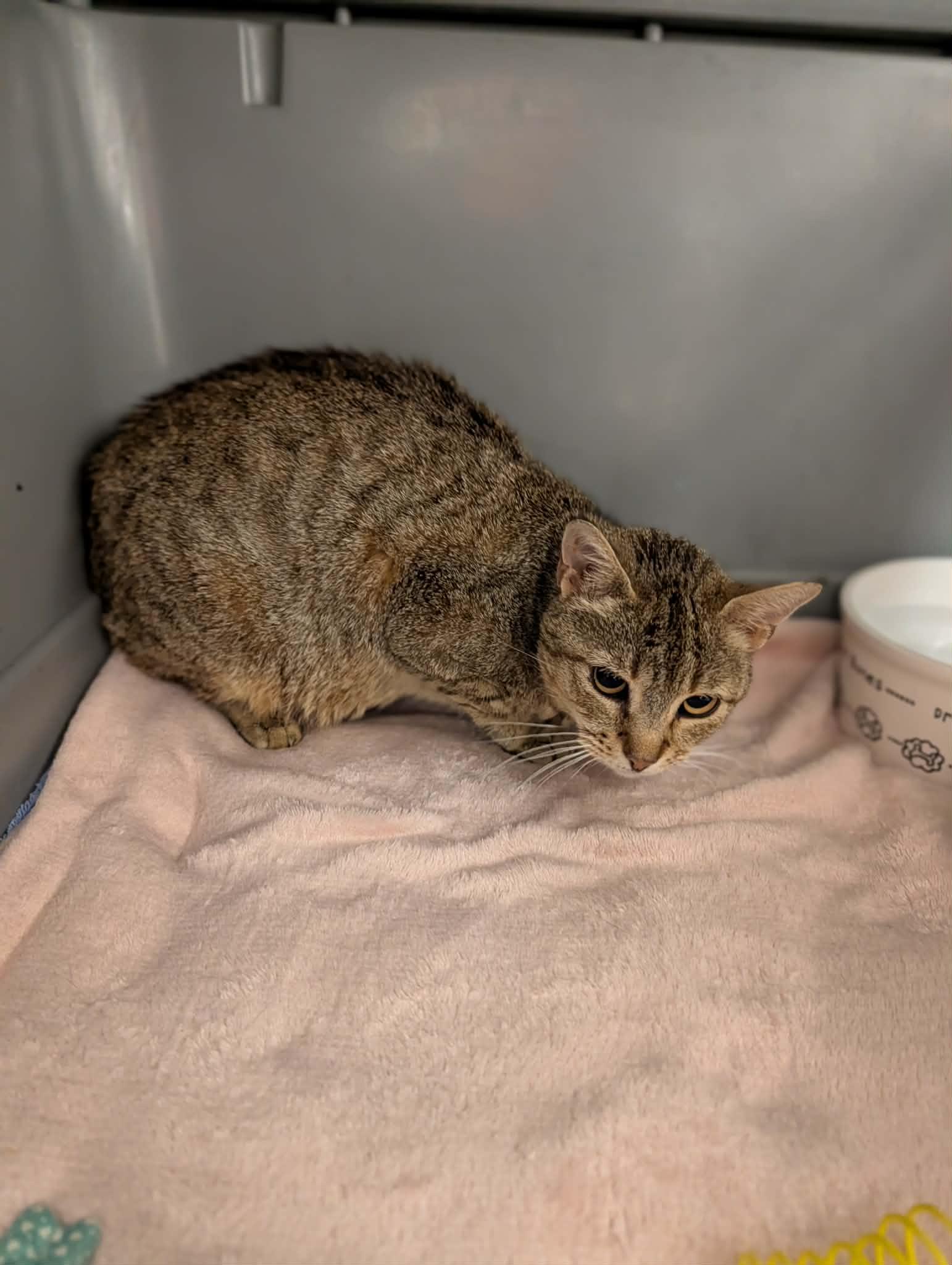 Garlic, Adoptable, Adult Female Domestic Short Hair.