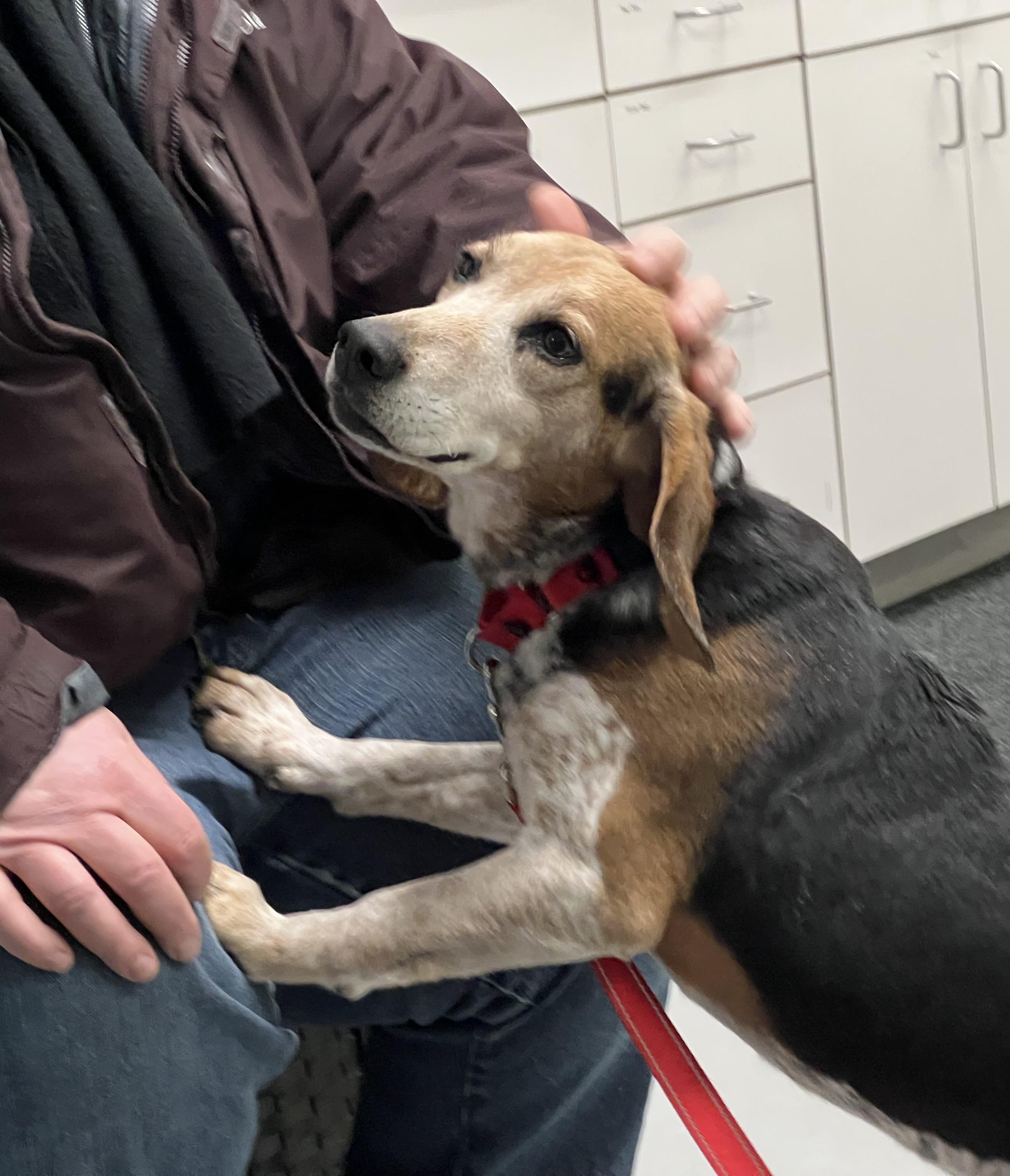 Enlarge Waylon, a Adoptable Beagle in Medfield, MA image 5/6