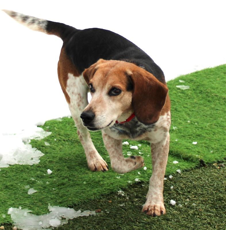 Enlarge Waylon, a Adoptable Beagle in Medfield, MA image 3/6