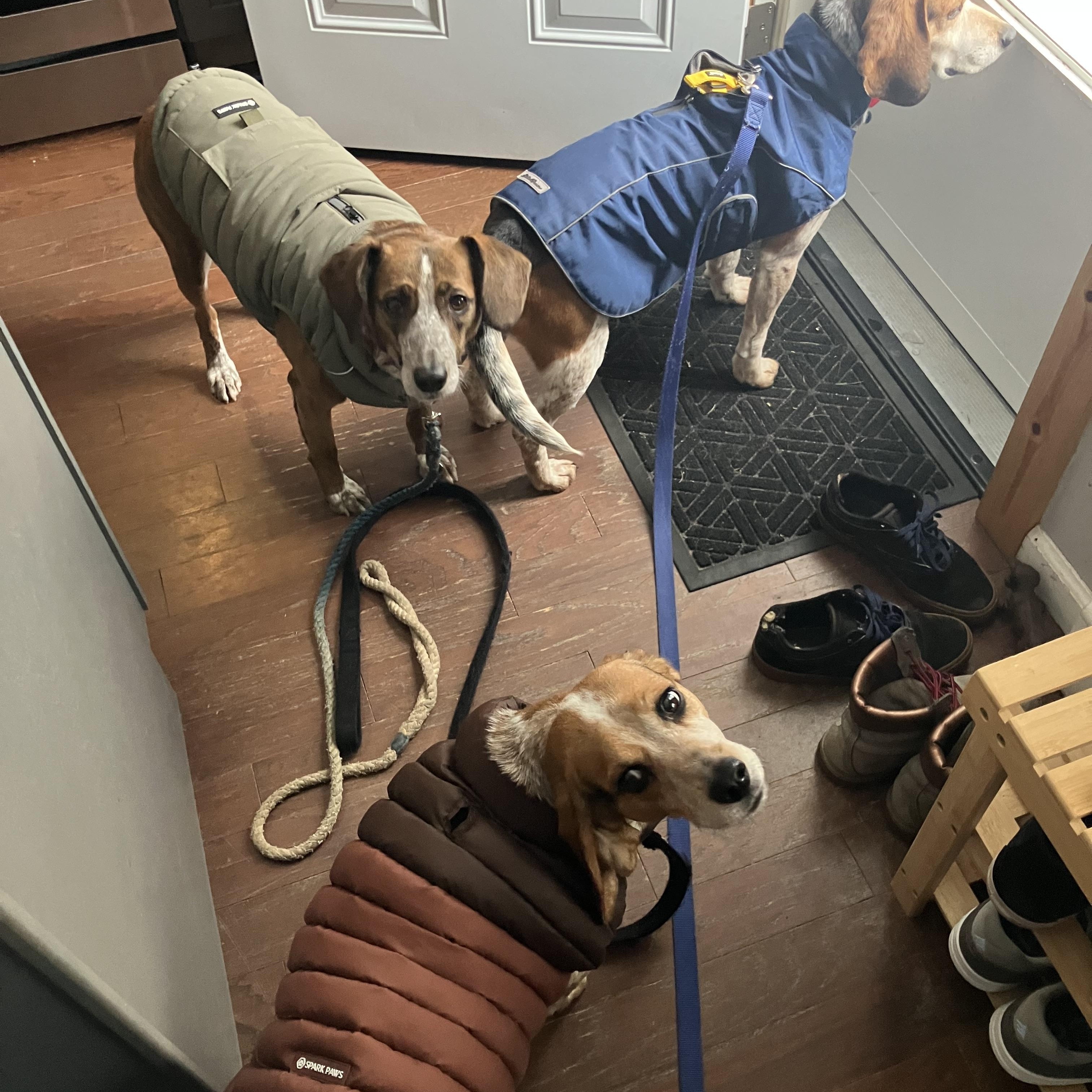 Enlarge Waylon, an adoptable Beagle in Medfield, MA image 6/6