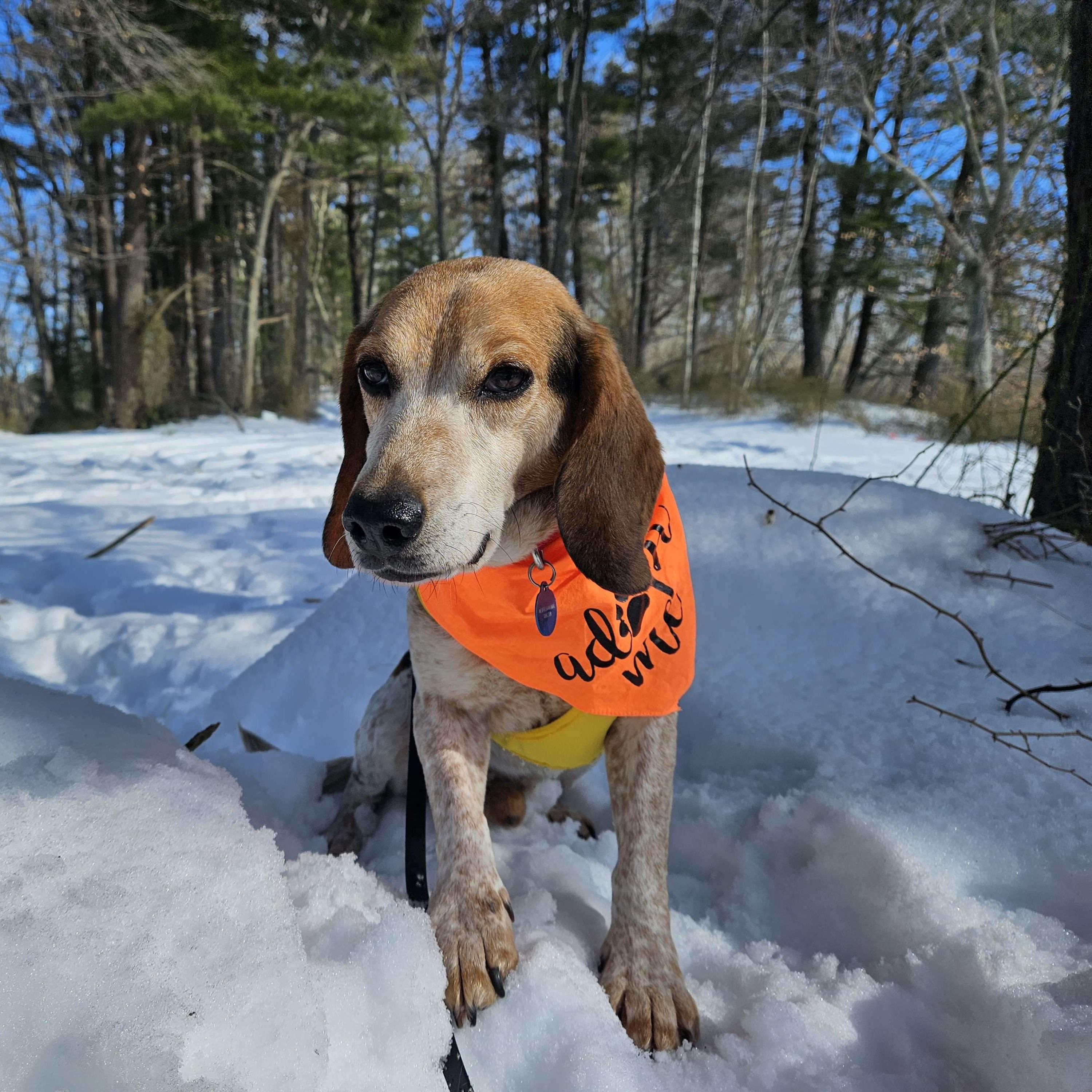 Enlarge Waylon, a Adoptable Beagle in Medfield, MA image 2/6