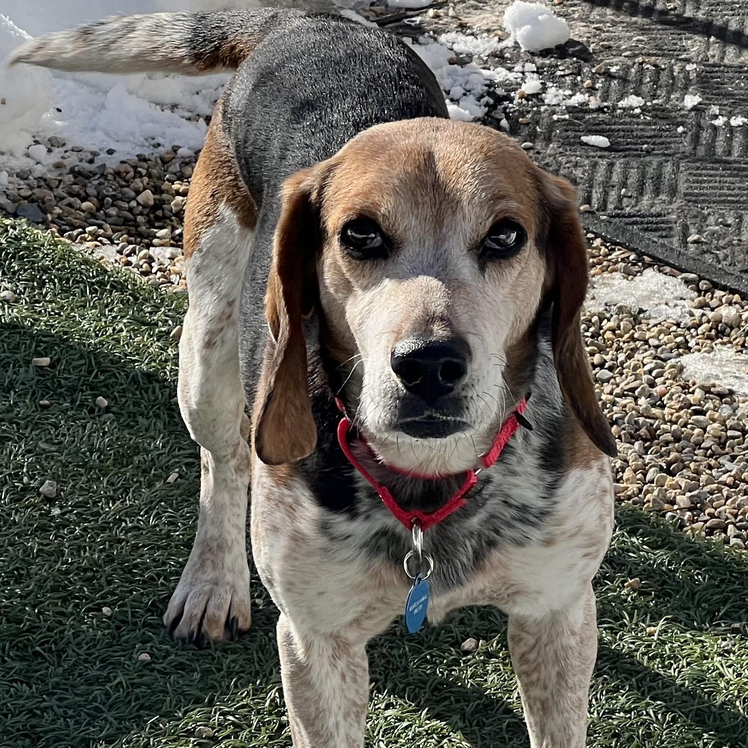 Enlarge Waylon, a Adoptable Beagle in Medfield, MA image 4/6