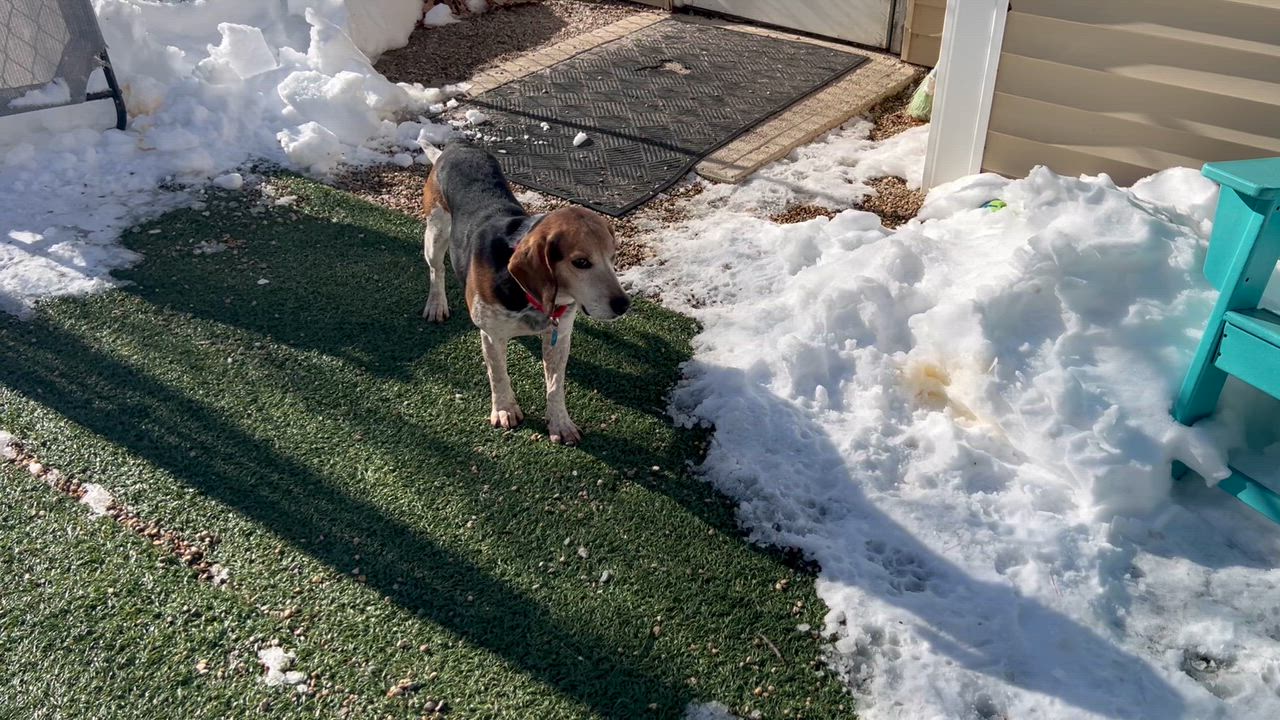 Enlarge Waylon, a Adoptable Beagle in Medfield, MA video 6/6