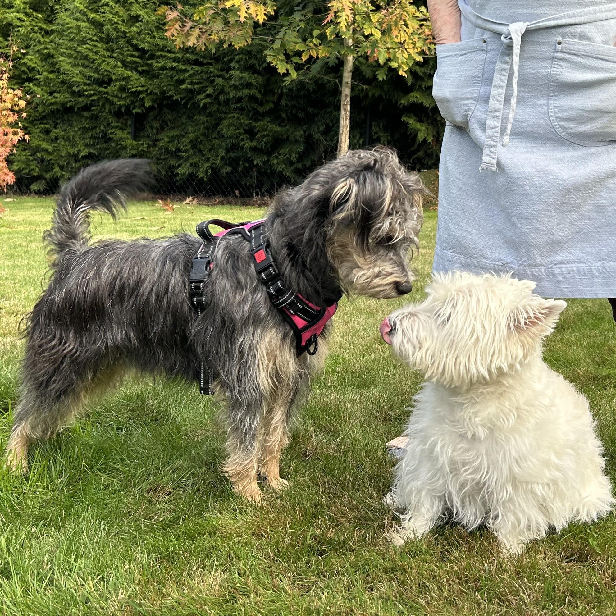 Enlarge Scruffy, an adopted mixed breed in Saint Helens, OR image 2/6