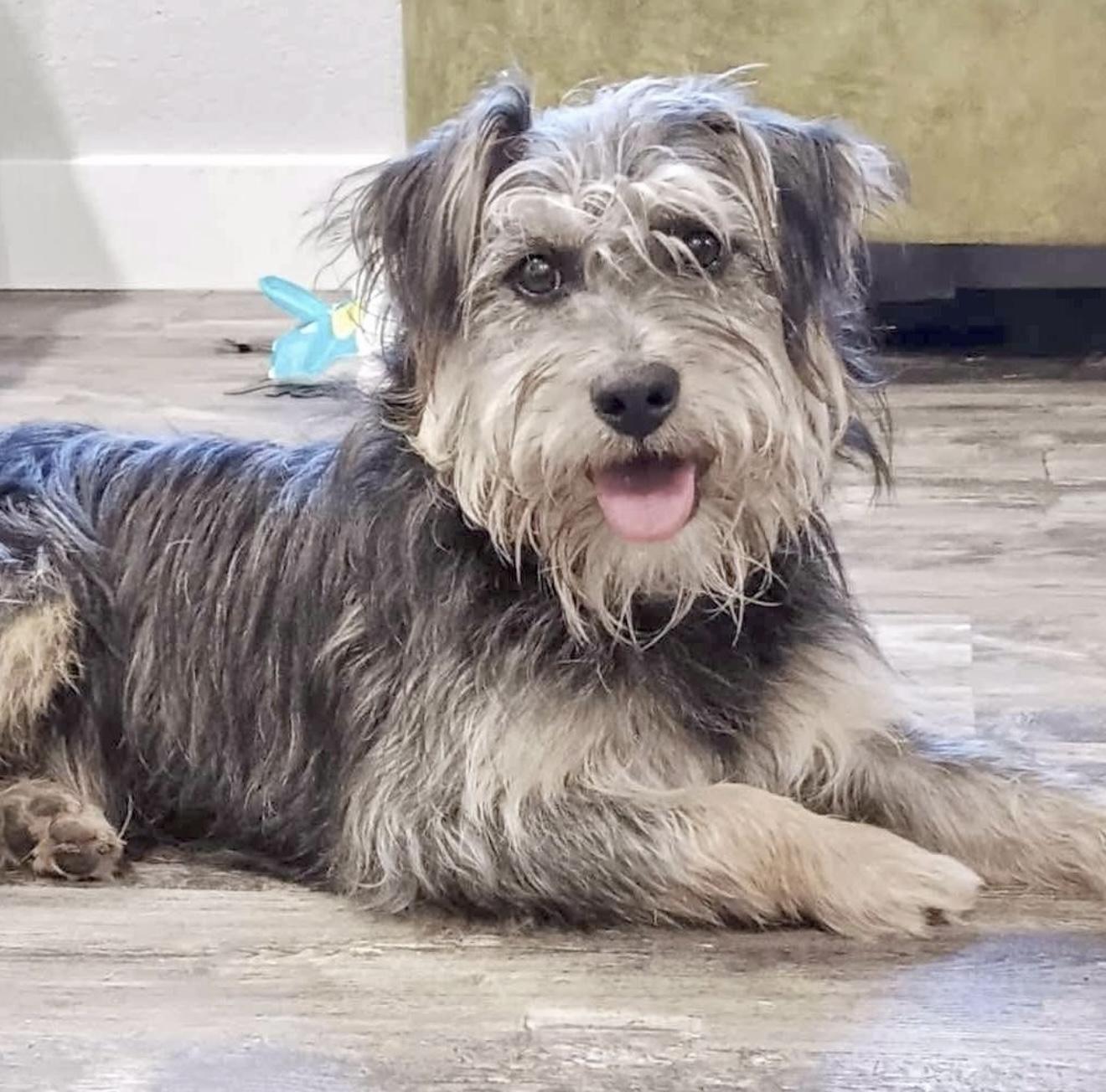 Enlarge Scruffy, an adopted mixed breed in Saint Helens, OR image 1/6