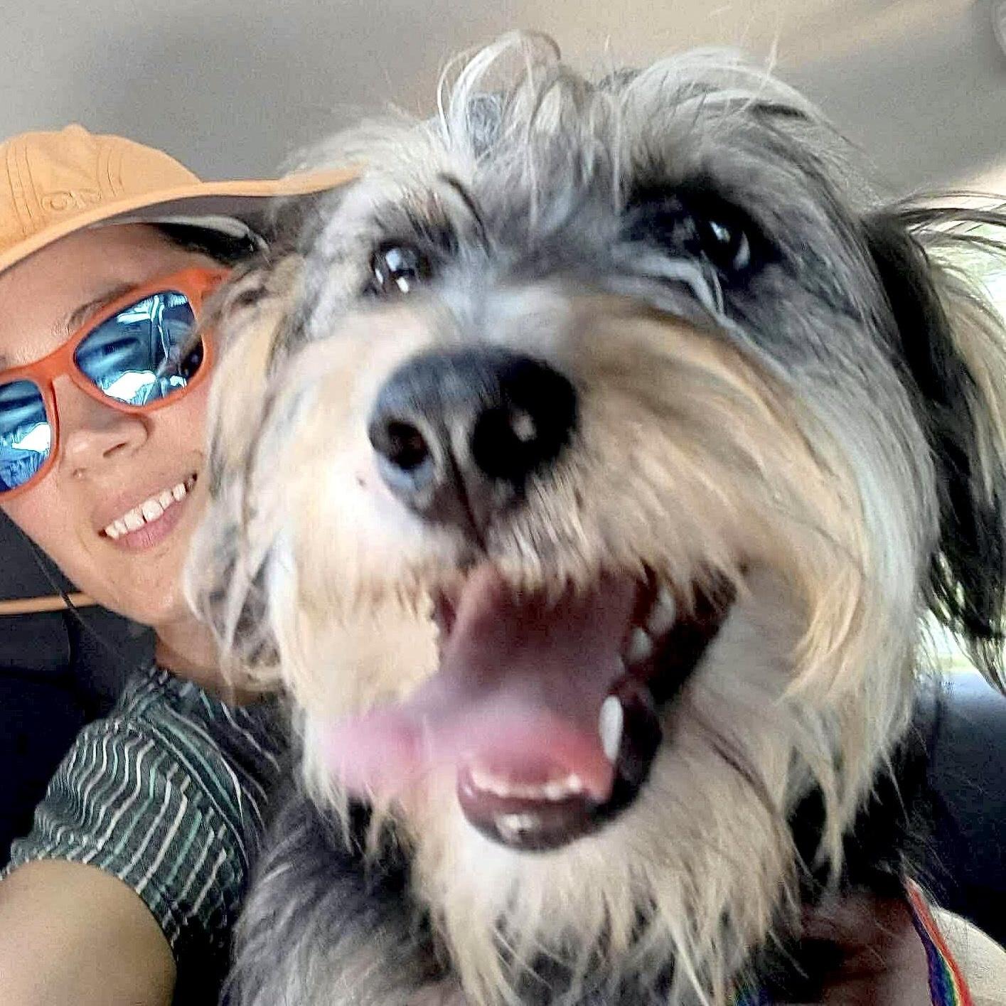 Enlarge Scruffy, an adopted mixed breed in Saint Helens, OR image 4/6